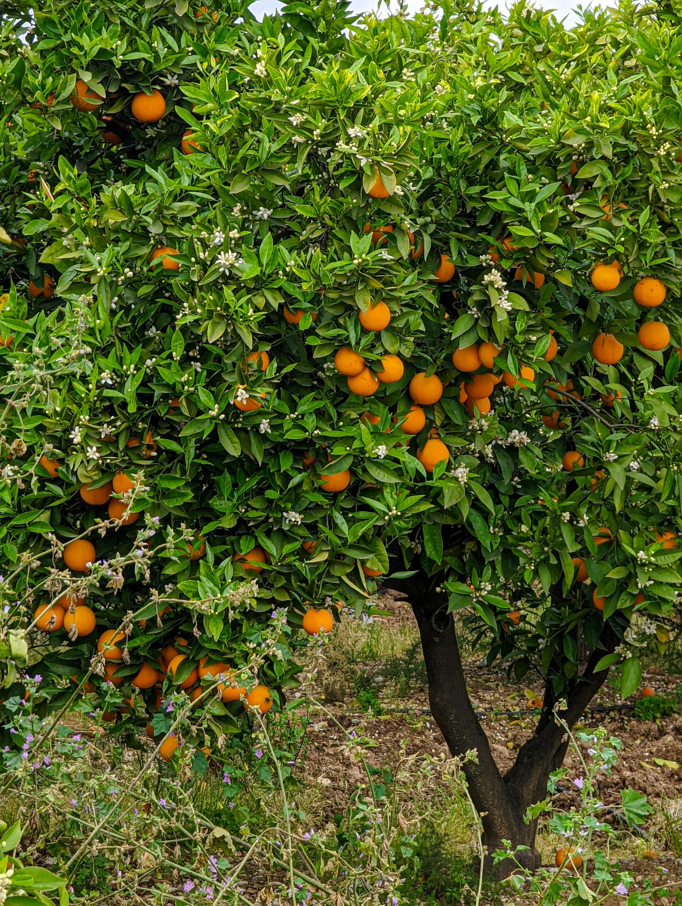 Local hiking Marxuquera